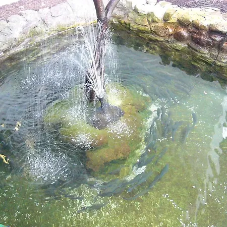 Dúhový Pstruh Bystrá